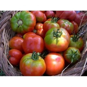 tomate Espalda Verde