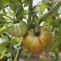 tomate Espalda Verde