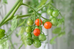 Cultivo de Tomate Cherry